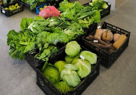 Caixas com legumes e abóboras da Feirinha de Outono